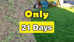 Fix Your Thin Lawn In ONLY 3-Weeks