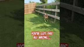 Dog pee for the win! 🐶🚽 #lawncare #youtube #shorts #dog