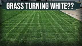 Why Is My Lawn Turning WHITE??