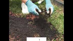 Lawn Care Tips: Patching your lawn