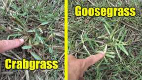 Lawn Weeds Goosegrass Crabgrass and Drought Watering Lawns