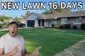 Complete Lawn Renovation: Everything