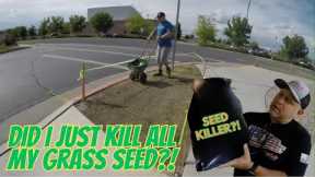 Accidental Grass Seed Disaster and How I Rebounded My Lawn Renovation!