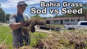 FINALLY!! Success With A BAHIA Grass Lawn
