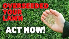 How to look after your newly renovated lawn - Do This NOW for Amazing Results!!