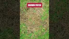 Get Control of Brown Patch in Your Lawn with Patch Pro Fungicide!