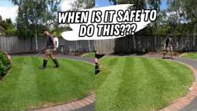 When to combine lawn care product applications explained