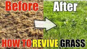 How To Revive Dead Grass Lawn DIY How to Go From Dry Grass to Beautiful Green Grass Step by Step