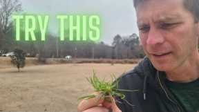 How to Identify and Kill Winter and Spring Weeds