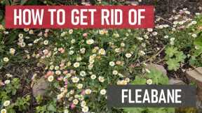 How to Get Rid of Fleabane [Daisy Lookalikes | Weed Management]