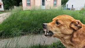 Neighbors DOGS HARASSED ME While Mowing Overgrown Lawn