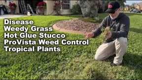 ProVista Weed Control and Fert // January Lawn Tour - All Around My Yard