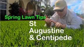 2020 Spring Lawn Tips: WARM SEASON // St Augustine, Centipede - 2020 RUNNING of the STOLONS