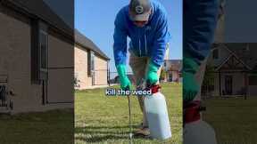 How to Get Rid of Weeds in Your Lawn