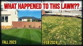 Lawn DESTROYED By Winter...What Happened??