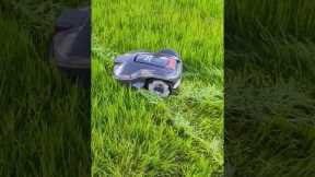 You won't believe how Husqvarna Automower 305 is cutting through extremly tall grass