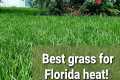 Best grass for Florida!