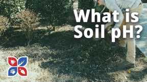 What is Soil pH? | Lawn Care Maintenance Tips | DoMyOwn.com