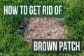 How to Get Rid of Brown Patch (4 Easy 