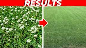 How to Kill Clover in the Lawn FAST!