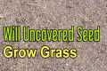 Can You Grow Grass Without Covering