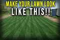 Fix Your Damaged Lawn With Overseeding