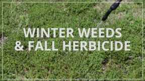 Fall Lawn Care | Herbicide and Winter Weeds