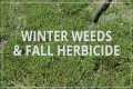 Fall Lawn Care | Herbicide and Winter 