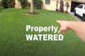 How Much Should I Water My Lawn? |