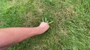 Crab grass season, how to control it