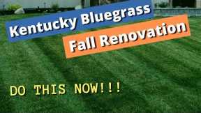 FIX YOUR LAWN - Fall lawn renovation, Kentucky Bluegrass (KBG lawn renovation, repair and re-growth)