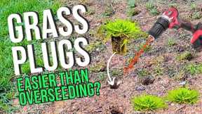 Zoysia Grass Plugs vs Overseeding: Which is Easier?