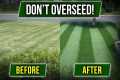 STOP OVERSEEDING! There's a Cheaper
