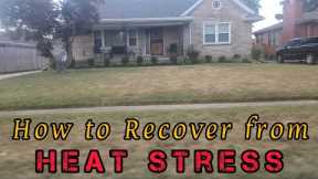 How to Recover Your Lawn from Heat Stress