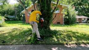 Vines removing on Myrtle tree