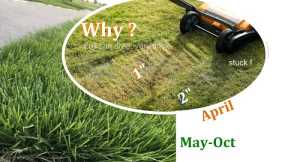 Lawn Care in Spring | Scalping My Zoysia Lawn | Why and How | Texas | DIY Lawn