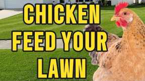 Boost Your Lawn's Health with Chicken Feed