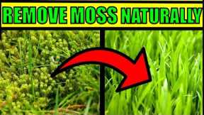 How To Get Rid of Moss In a Lawn Naturally  & Fast - HOME REMEDIES