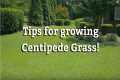 Growing Centipede Grass - Warm Season 