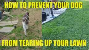 How To Prevent Your Dog From Tearing Up Your Lawn