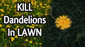 EFFECTIVE DANDELION CONTROL for Lawns // Spring Dandelion Bloom 2022 // DIY Lawn Care Tips