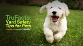 Yard Safety Tips for Pets