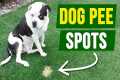 How to FIX Dog Pee Spots 100% of the