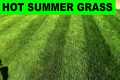 Summer Heat Tips - Cool Season Lawns