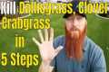 Kill Crabgrass, Dallisgrass, Clover