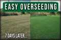 Easy Lawn Overseeding Guide // Scalp