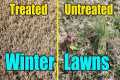 Winter Lawn Weeds and Pre-Emergent