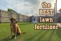 Best Lawn Fertilizer for Lawn Care