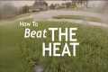 Summer Lawn Heat Wave Tips | Lawn