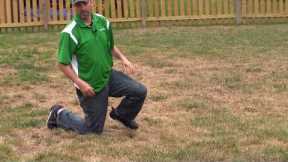 Fungus or Grub Damage? | Pro Turf Lawn Service